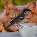 Sparrow 960 720